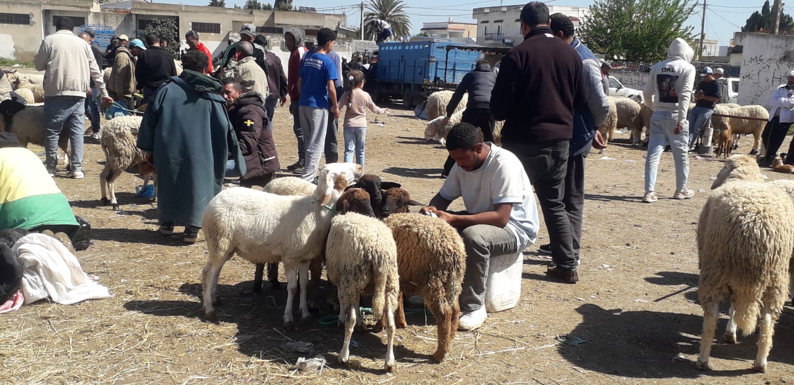 سوق الدواب بالجديدة.. أسعار مرتفعة وعزوف عن الشراء